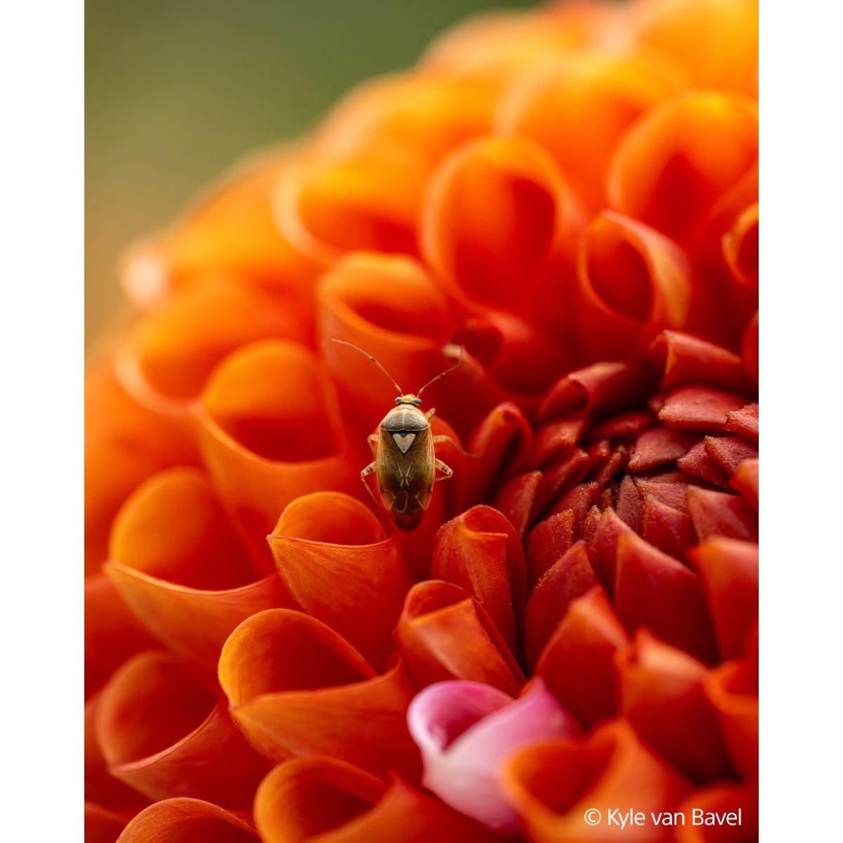 SONY FE 100mm F2.8 macro GM OSS | Obiettivo macro full-frame